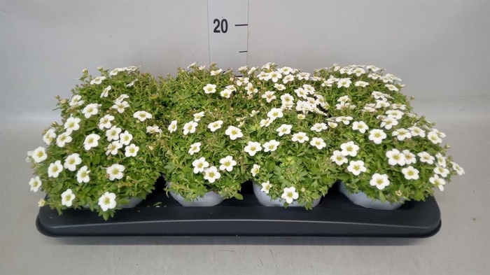 <h4>Saxifraga arend.</h4>