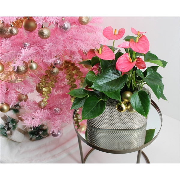 <h4>Anthurium XL.31 Arisa Pink 23cm in ovale keramieken pot met kerst bijsteker</h4>