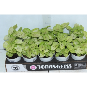 SYNGONIUM LEMON LIME P12