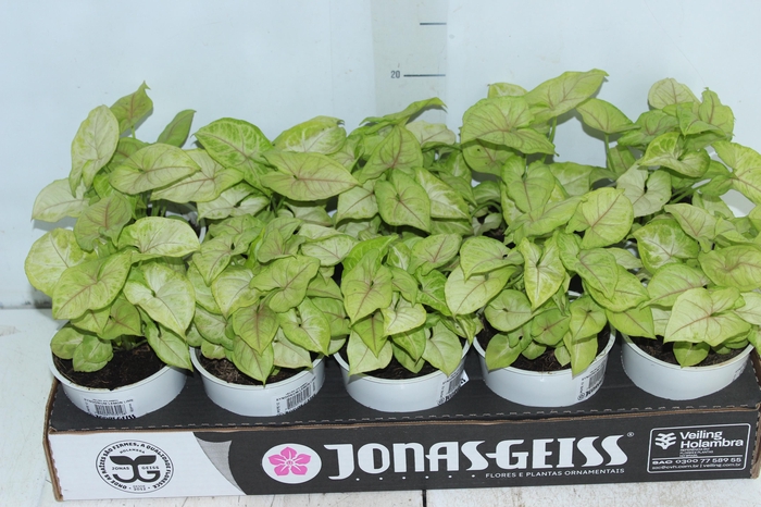 <h4>SYNGONIUM LEMON LIME P12</h4>