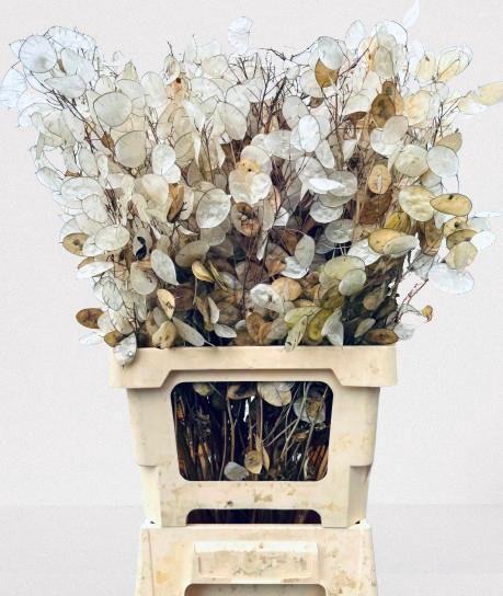 <h4>DF Lunaria Silverleaf per stem 90cm</h4>