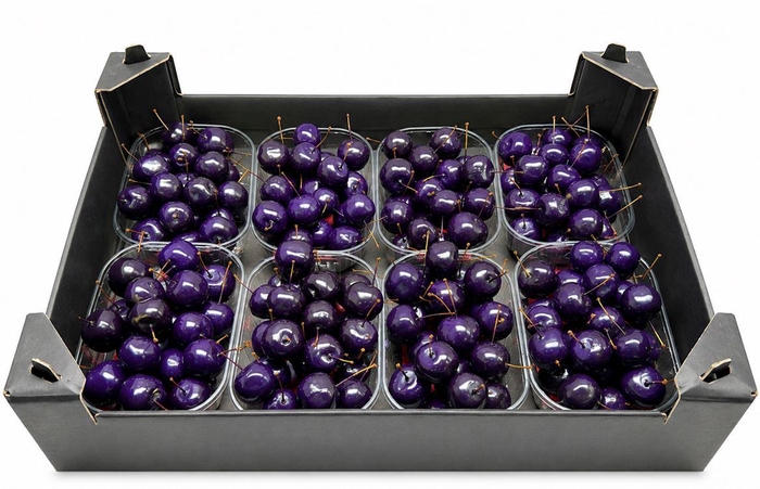 <h4>Waxmalus Paars</h4>