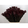 Leucadendron Saf Sunset Dark R.