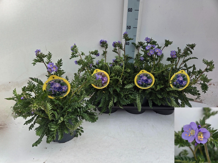 <h4>POLEM REPTANS</h4>