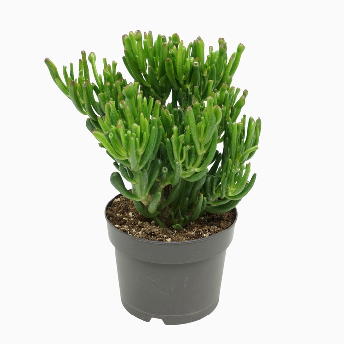 <h4>Crassula ovata 'Gollum'</h4>