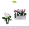 Phalaenopsis Multifloratypes gemengd 3 kleuren