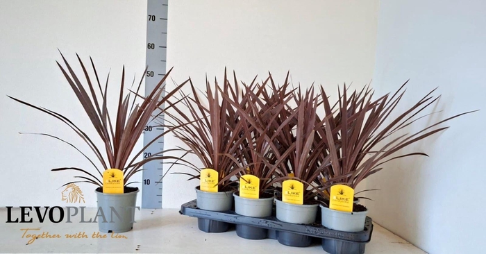 <h4>CORD AUS RED STAR</h4>