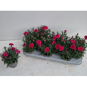 DIAN OSC PURPLE WING