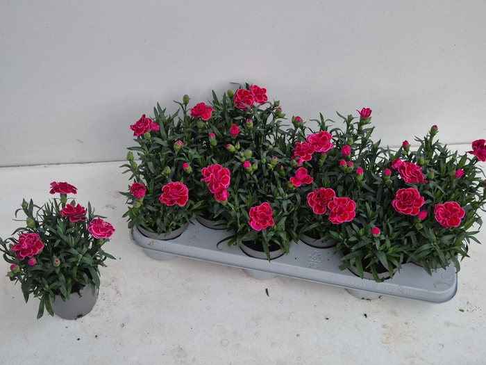 <h4>DIAN OSC PURPLE WING</h4>