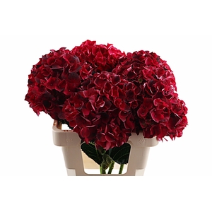 Hydr Dark Ruby 60 cm Vicini