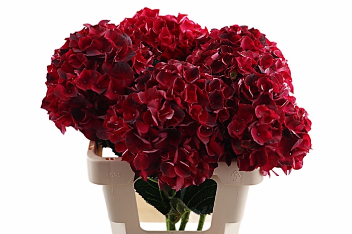 <h4>Hydr Dark Ruby 60 cm Vicini</h4>