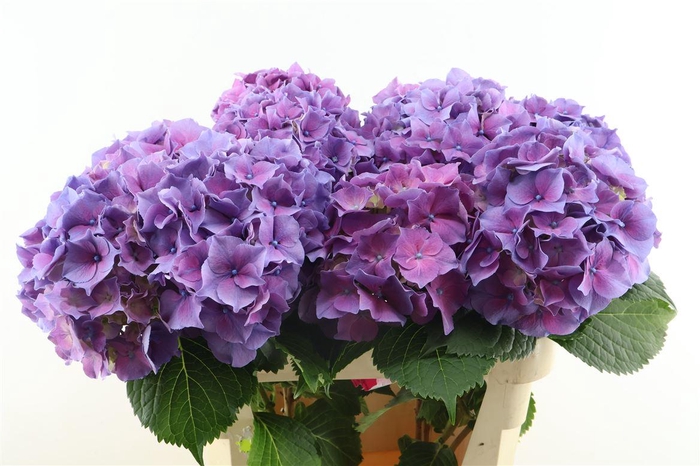 <h4>Hydr M Cassanova Milka 80-22</h4>