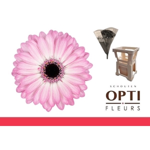 Germini Lollipop Water