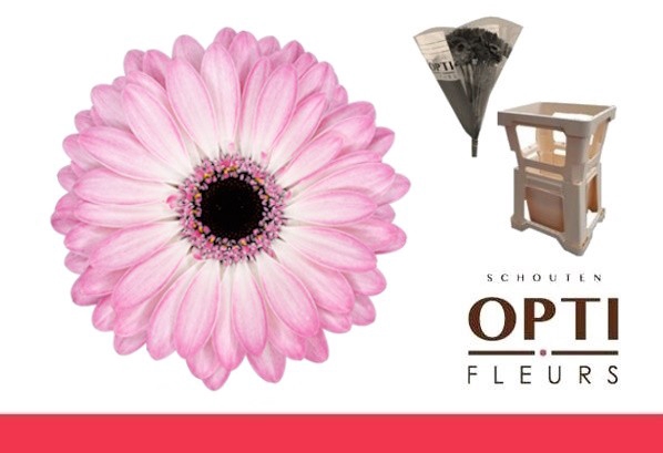 <h4>Germini Lollipop Water</h4>