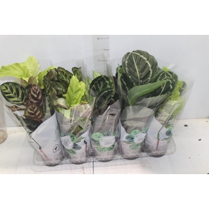 CALATHEA P12 VARIADO