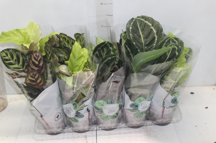 <h4>CALATHEA P12 VARIADO</h4>