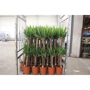 Yucca 90-45 Cm