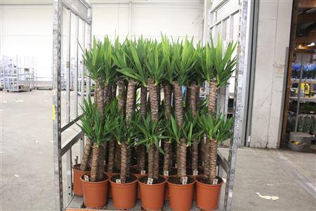<h4>Yucca 90-45 Cm</h4>