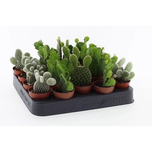 Opuntia mix