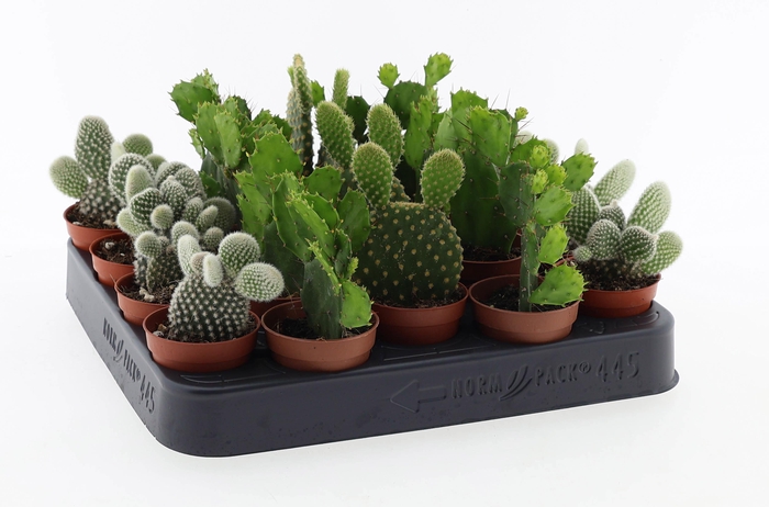 <h4>Opuntia mix</h4>