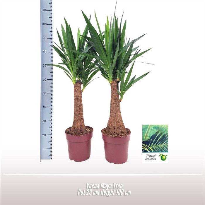 <h4>Yucca Maya Tree</h4>