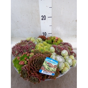 Sempervivum   ...