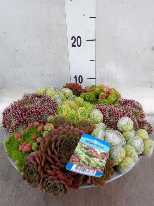 <h4>Sempervivum   ...</h4>