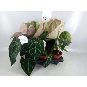 Anthurium   ...