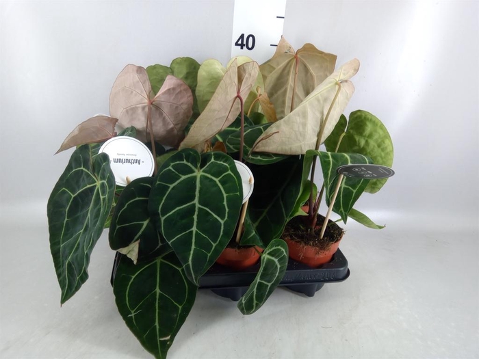 <h4>Anthurium   ...</h4>