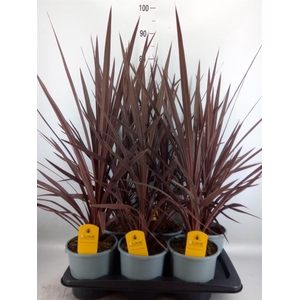 Cordyline austr. 'Red Star'