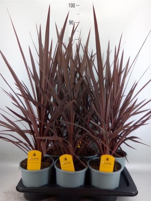 <h4>Cordyline austr. 'Red Star'</h4>