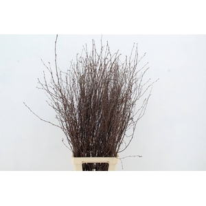 BETULA BS NATURAL+VRUCHT