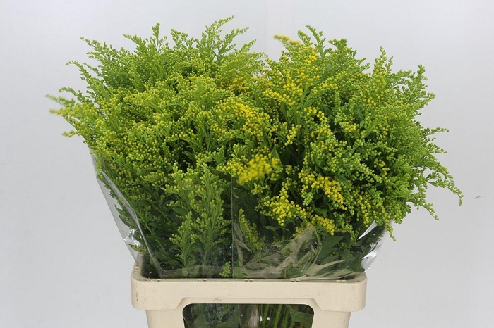 <h4>Solidago Golden Glory</h4>