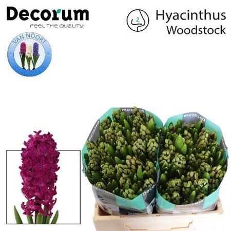 <h4>Hyac Woodstock</h4>