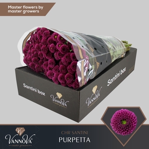 Chrysanten Chr S Purpetta