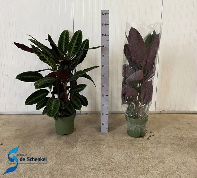 <h4>CALAT WARSCEWICZII</h4>