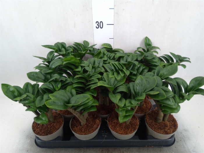 <h4>Zamioculcas zamiifolia 'Zenzi'</h4>