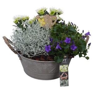 PTSO6012 Arrangementen Tuinplanten