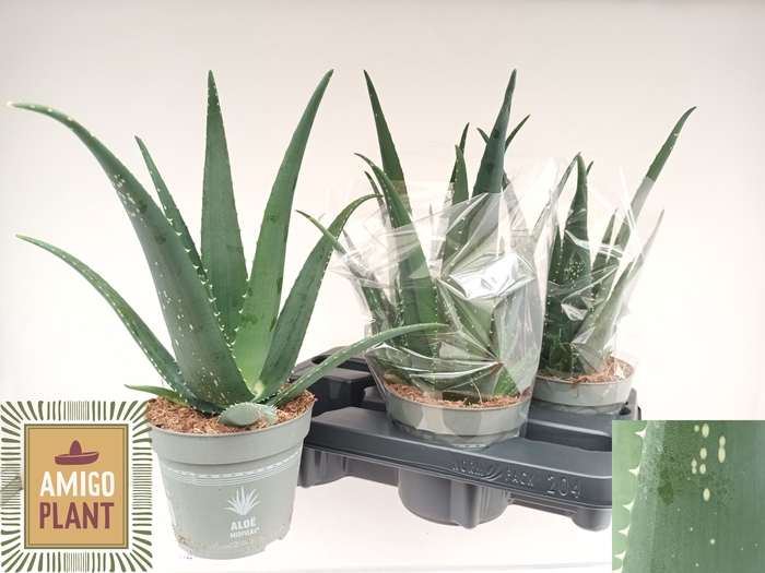 <h4>ALOE VERA</h4>