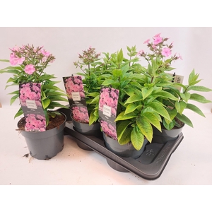 PHLOX PANICULATA