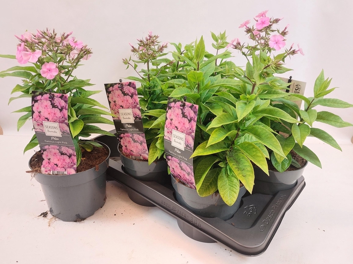 <h4>PHLOX PANICULATA</h4>