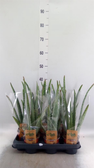 <h4>Aloe vera</h4>