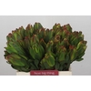 Leucadendron Laurel Yellow