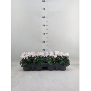 Cyclamen KL 'Verano Victoria'