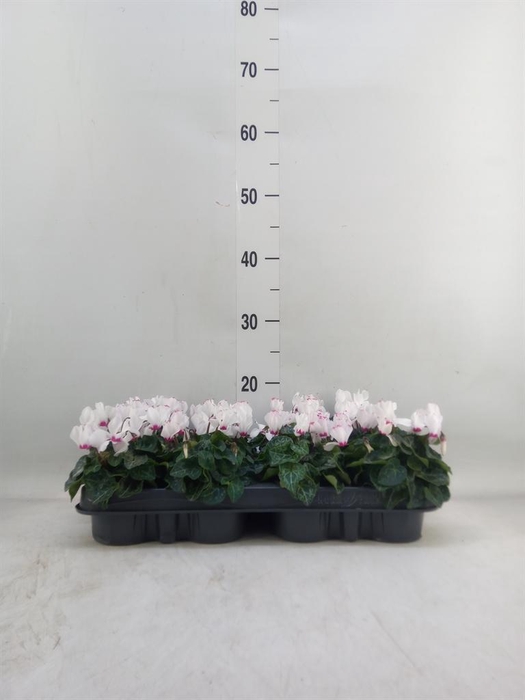 <h4>Cyclamen KL 'Verano Victoria'</h4>