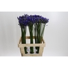 Agapanthus Uri