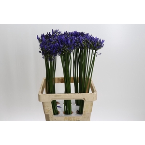 Agapanthus Uri