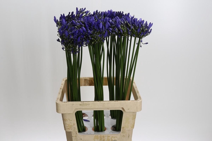 <h4>Agapanthus Uri</h4>