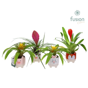 Keramiek Boerderijdieren met Bromelia