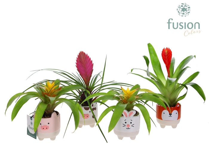 <h4>Keramiek Boerderijdieren met Bromelia</h4>